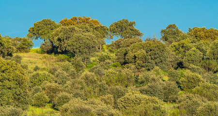 Mediterranean Forest Landscape, Castilla La Mancha, Spain, Europe