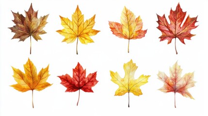 Maple leaf set in vivid yellows and reds, creating a vibrant autumn palette, isolated on transparent background