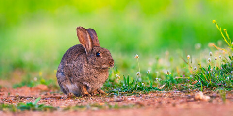 European Rabbit, Oryctolagus cuniculus, Mediterranean Forest, Castilla La Mancha, Spain, Europe