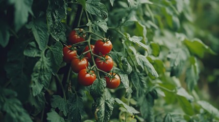 Ripe Tomatoes on the Vine