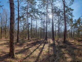 Naklejka premium Sun Shining Through Trees in a Forest