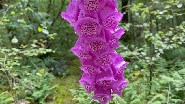 Semi close-up of purple foxglove (Digitalis) flowers softly swaying in the summer forest. Steady shot.