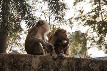 Three monkeys sitting on a wall, one of them is holding a baby