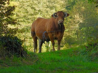 Vache limousine.