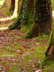 Au pied des arbres.