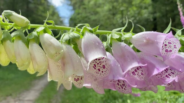 Horizontal stem of white foxglove flowers hanging above a forest trail. Slider movement.