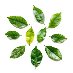Obraz premium Citrus leaves isolated on white background