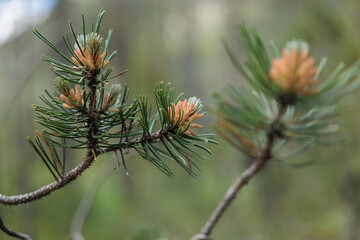 vista macro di alcuni rami di un giovane albero di pino