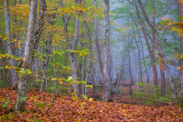 Autumn forest in foggy morning
