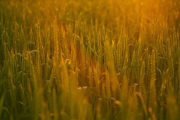 Wheat field at sunset