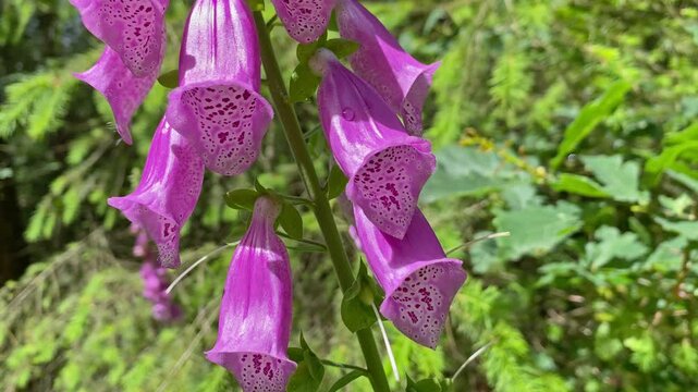 foxglove flowers, Close-up of vibrant pink foxglove (Digitalis) flowers with dark spots, with bees flying nearby in the forest. Static shot.