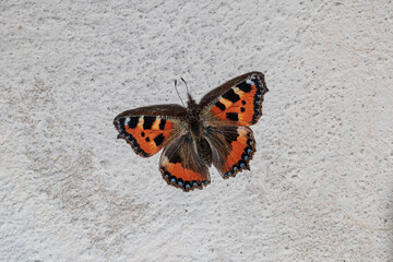 vista macro di una bellissima farfalla dalle ali color arancione e nero distesa su un muro di cemento chiaro