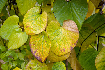 A view of the foliage, painted in delicate autumn colours