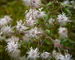 View of autumn fluffy inflorescences in raindrops
