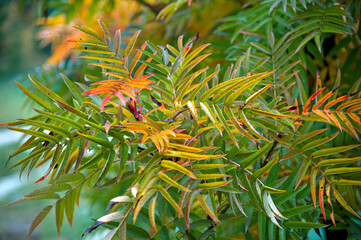 A view of the foliage, painted in delicate autumn colours