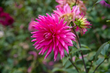 Deep pink dahlia close-up in natural conditions