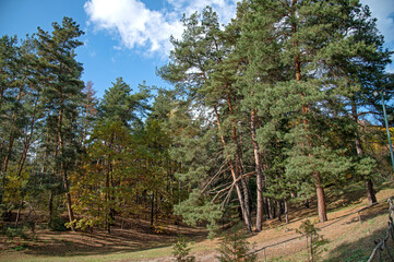A sunlit clearing in a pine forest