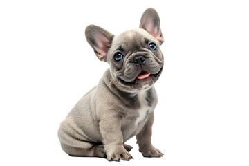 Fototapeta premium Adorable French Bulldog Puppy Sitting on White Background