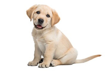 Adorable Labrador Retriever Puppy Sitting on a White Background