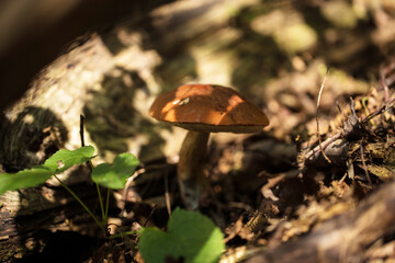 vista macro di un piccolo fungo dal cappello arancione, nella penombra, in un bosco, di giorno, in autunno