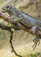 A close-up of a lizard perched on a branch in a natural habitat at a wildlife exhibit during daytime