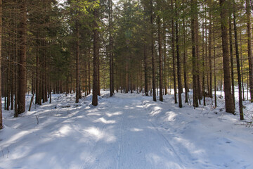 vista panoramica su un bosco di montagna di abeti dalle chiome verdi ed il terreno coperto dalla neve, nell'Italia nord orientale, di mattina, in inverno