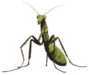 PNG Praying Mantids mantis background praying.