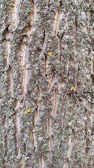 Textured tree bark close-up with lichen. Walnut tree.