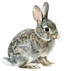Fototapeta premium PNG A rabbit illustration watercolor animal.