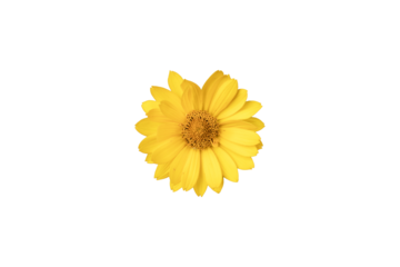 grande fiore giallo tipo margherita, scontornata, su sfondo trasparente