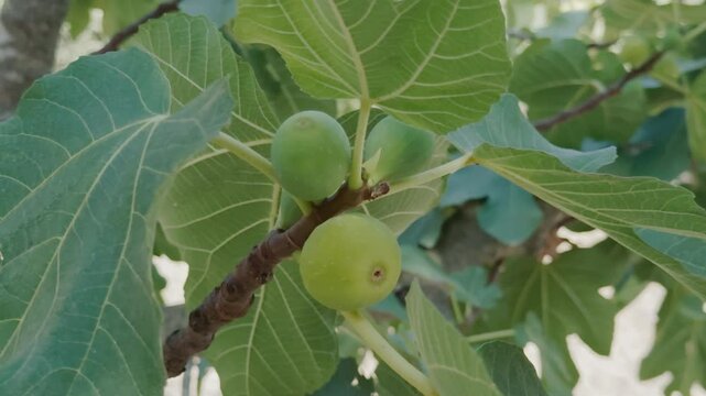Close-up of fresh ripe figs on a tree branch