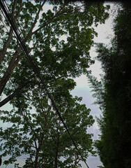 lush trees in the park area with a few clouds.