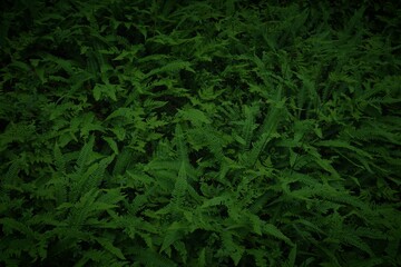 Dark fern natural background