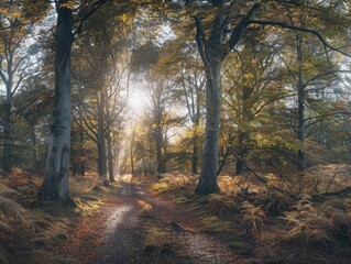 Fototapeta premium Sunlit Path Through a Forest of Autumn Trees