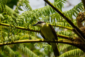 Yellow bird