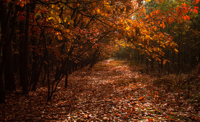 autumn in the forest