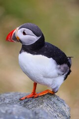 Puffin bird of Runde Island, Norway