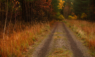 forest path in autumn