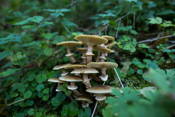 Fototapeta premium vista macro di un gruppo di funghi color marrone chiaro in mezzo alla vegetazione, in un bosco di montagna, di giorno, in autunno