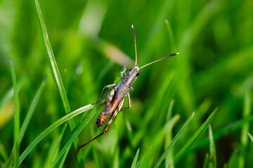 Konik polny w trawie © Lukasz