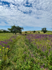 Spring landscape in Kyrgyzstan with blooming purple sage and yellow wildflowers under a blue sky.