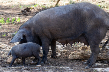 Mother pig with her piglets.Pig farming or hog farming is the raising and breeding of domestic pigs as livestock farmed principally for food e.g. pork, bacon, gammon, skins. Ancestor, the wild boar