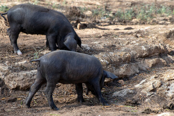 Fototapeta premium Mother pig with her piglets.Pig farming or hog farming is the raising and breeding of domestic pigs as livestock farmed principally for food e.g. pork, bacon, gammon, skins. Ancestor, the wild boar