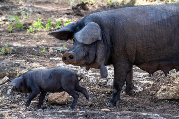 Mother pig with her piglets.Pig farming or hog farming is the raising and breeding of domestic pigs as livestock farmed principally for food e.g. pork, bacon, gammon, skins. Ancestor, the wild boar