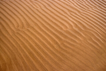 Closeup of sand ripples on a beach. Natural rhythmic wave like pattern formed by wind and water. Textured background displaying the delicate wavy texture of coastal landscape.