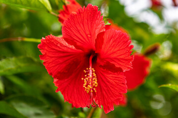 The bright red hibiscus (Thespesia Grandi Flora) or (Hibiscus rosa-sinensis) is the national flower of Malaysia, Haiti, and Puerto Rico, which blooms in the rainy season with bright colors. © MinBaMyaing