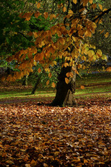 In a park stands a tree with leaves in shades of green, orange, and gold. The ground beneath is...