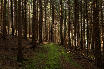 fitto bosco di montagna di abeti lungo un pendio, di mattina, nella penombra, parzialmente...