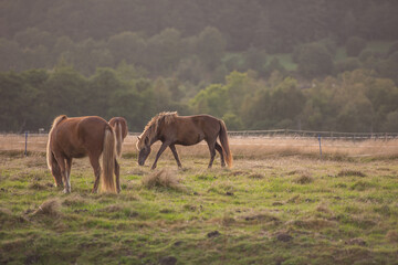 Wild horses, together and outdoor at farm with trees, grass and summer with nature in countryside....