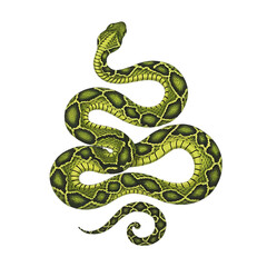 Fototapeta premium Green and yellow snake with intricate scales a symbol of danger and mystery perfect for a Halloween design 